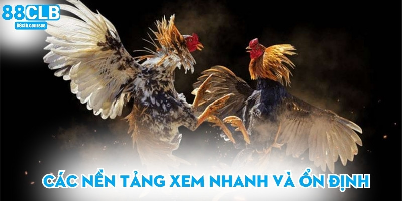 Đá Gà Cựa Dao - Khám Phá Hình Thức Thi Đấu Đầy Kịch Tính 3 Các nền tảng xem nhanh và ổn định