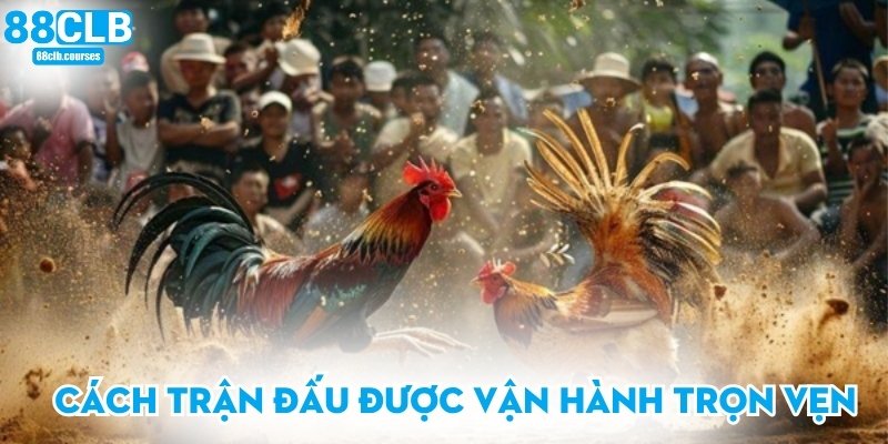 Đá Gà Cựa Dao - Khám Phá Hình Thức Thi Đấu Đầy Kịch Tính 2 Cách trận đấu được vận hành trọn vẹn