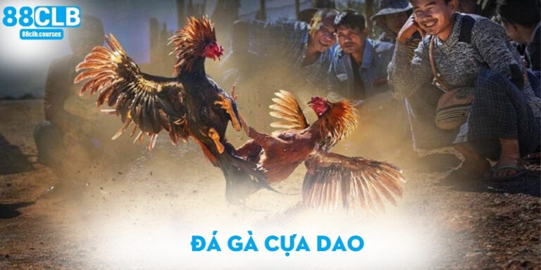 Đá gà cựa dao