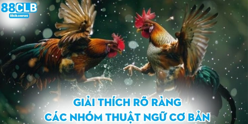 Thuật Ngữ Đá Gà - Giải Thích Chi Tiết Dành Cho Người Mới 1 Giải thích rõ ràng các nhóm thuật ngữ cơ bản