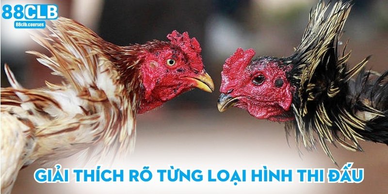 Đá Gà Chọi - Trải Nghiệm Đấu Trường Sôi Động Hấp Dẫn 2 Giải thích rõ từng loại hình thi đấu
