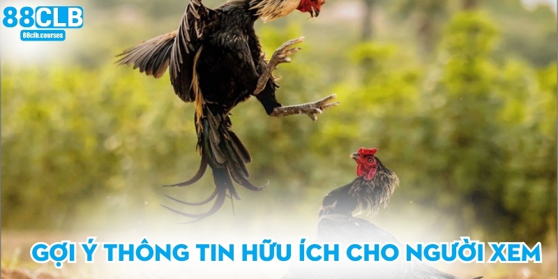 Đá Gà Chọi - Trải Nghiệm Đấu Trường Sôi Động Hấp Dẫn 3 Gợi ý thông tin hữu ích cho người xem
