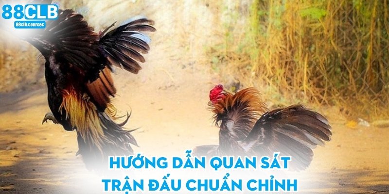 Đá Gà Cựa Sắt - Trải Nghiệm Đỉnh Cao Cho Người Đam Mê 2 Hướng dẫn quan sát trận đấu chuẩn chỉnh