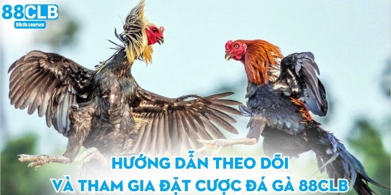 Hướng dẫn theo dõi và tham gia đặt cược đá gà 88CLB