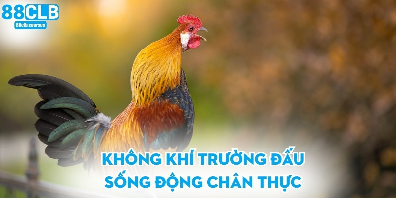 Đá Gà Mộc Bài - Trải Nghiệm Trường Đấu Đỉnh Cao Thời Đại Mới 3 Không khí trường đấu sống động chân thực