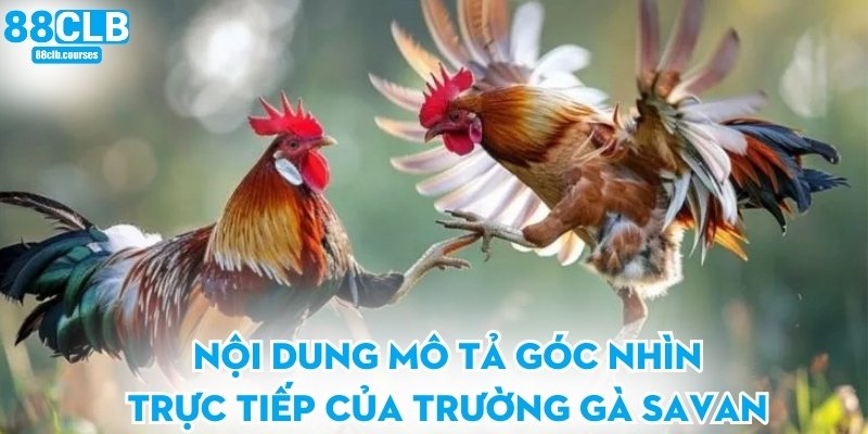 Trường Gà Savan - Trải Nghiệm Giải Trí Đỉnh Cao Cho Bạn 3 Nội dung mô tả góc nhìn trực tiếp của trường gà Savan