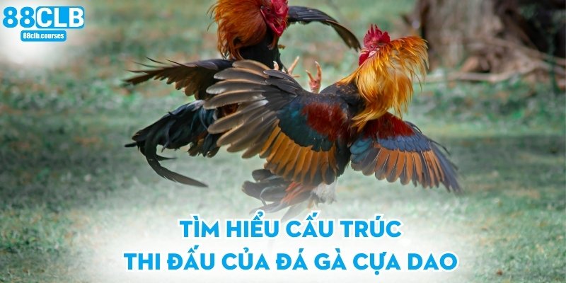Đá Gà Cựa Dao - Khám Phá Hình Thức Thi Đấu Đầy Kịch Tính 1 Tìm hiểu cấu trúc thi đấu của đá gà cựa dao