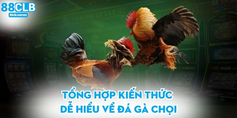 Đá Gà Chọi - Trải Nghiệm Đấu Trường Sôi Động Hấp Dẫn 1 Tổng hợp kiến thức dễ hiểu về đá gà chọi