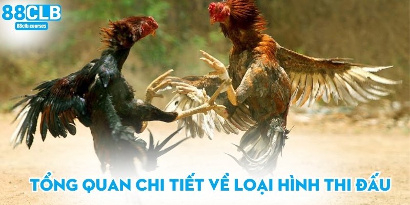 Đá Gà Cựa Sắt - Trải Nghiệm Đỉnh Cao Cho Người Đam Mê 1 Tổng quan chi tiết về loại hình thi đấu