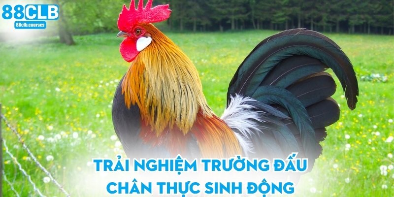 Đá Gà Mộc Bài - Trải Nghiệm Trường Đấu Đỉnh Cao Thời Đại Mới 1 Trải nghiệm trường đấu chân thực sinh động